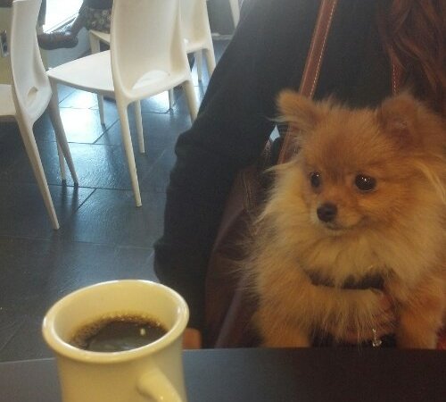 Enjoy coffee at Yalis. Everyone is welcome here :)
